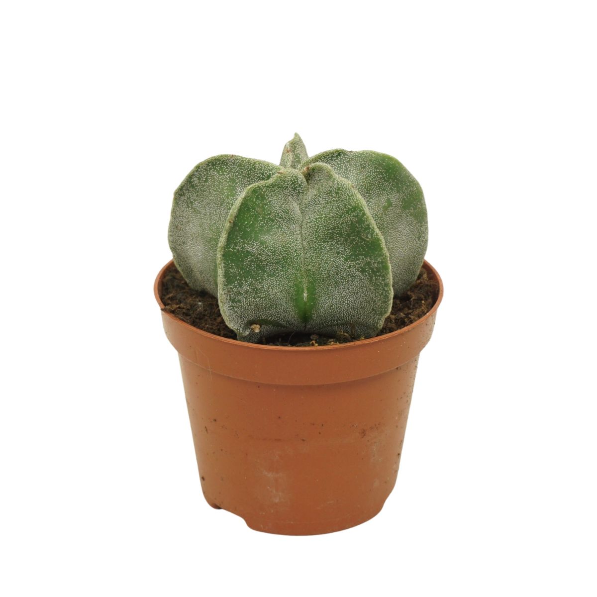 Main image on product details page