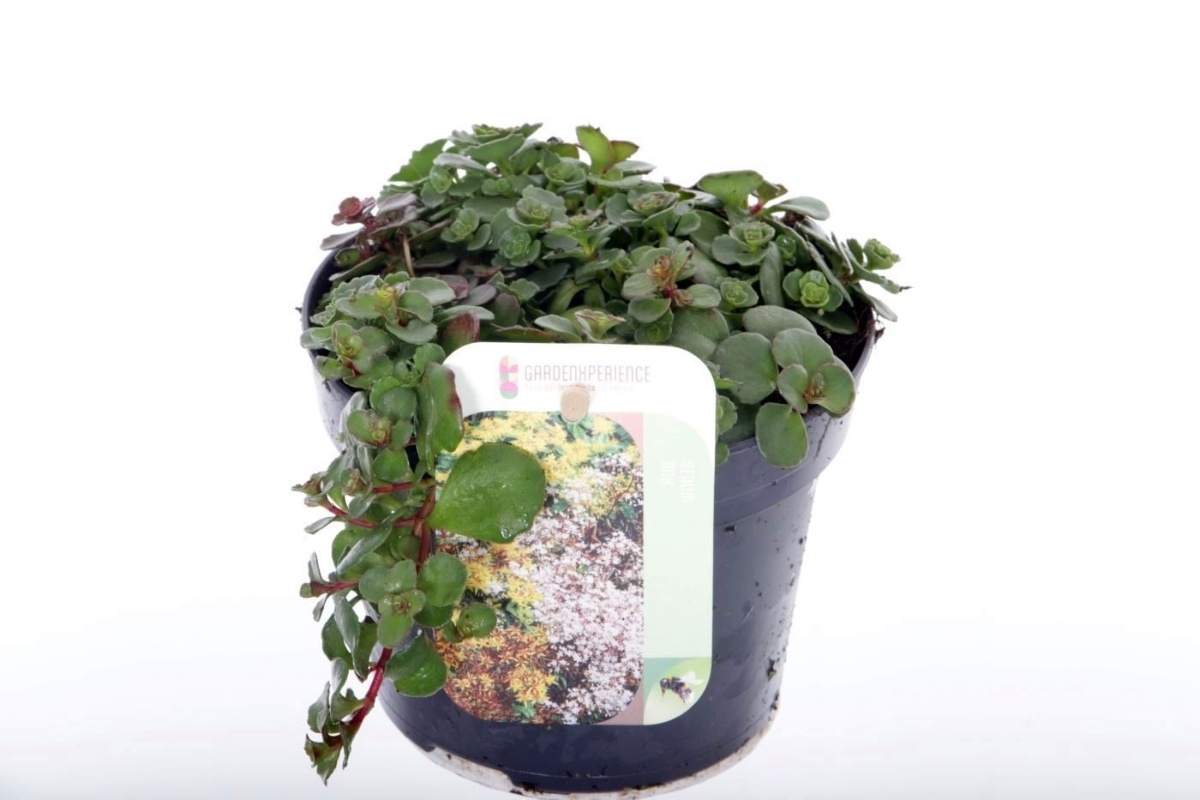 Main image on product details page