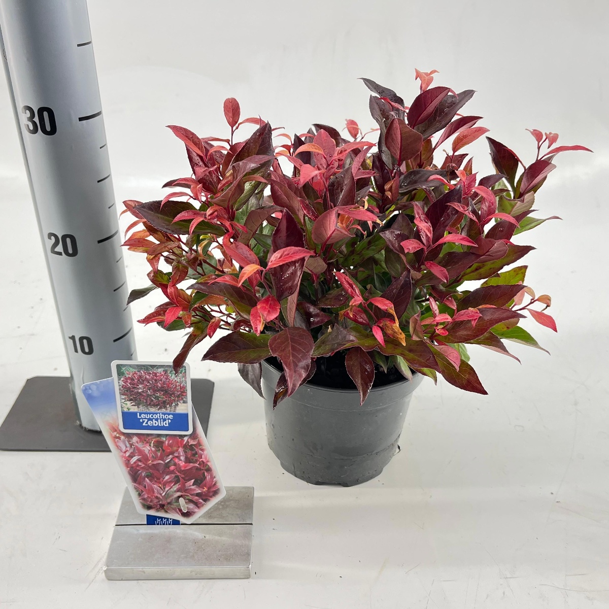 Main image on product details page