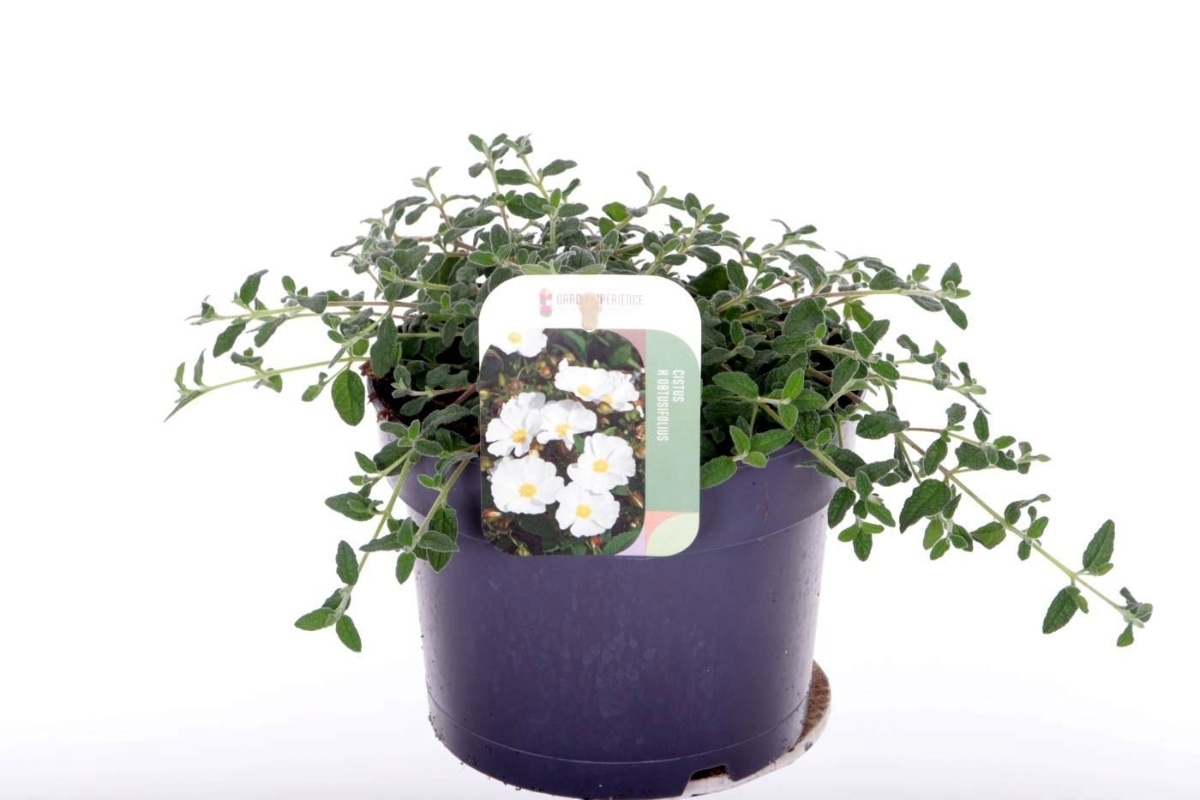 Main image on product details page