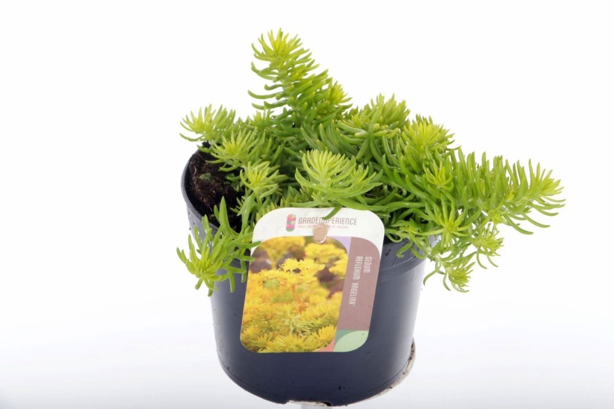 Main image on product details page