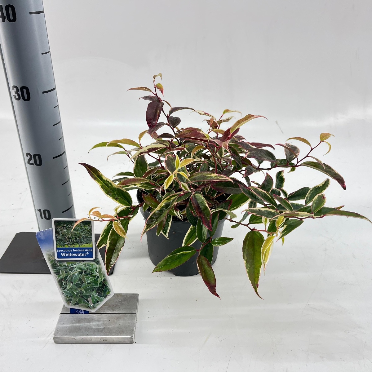 Main image on product details page