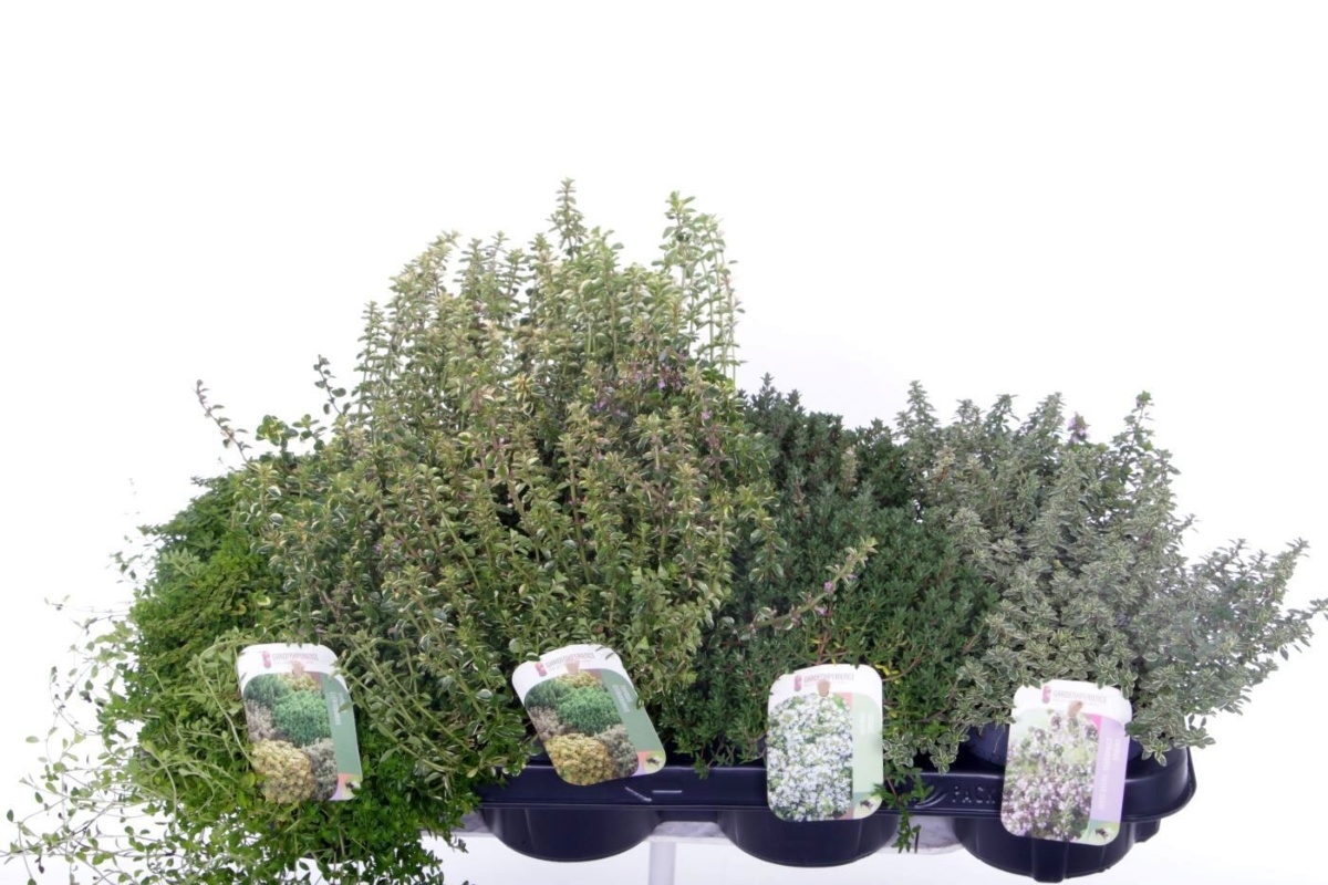 Main image on product details page