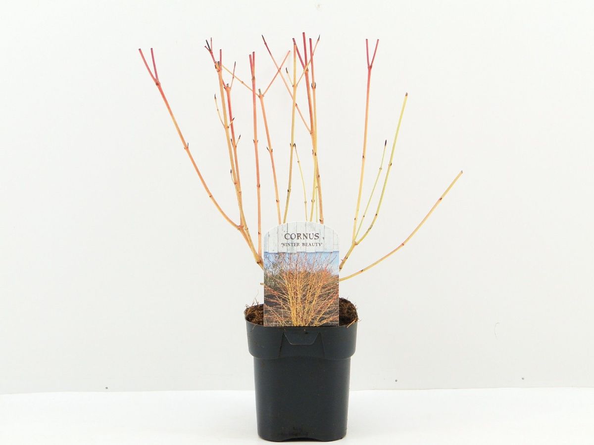 Main image on product details page