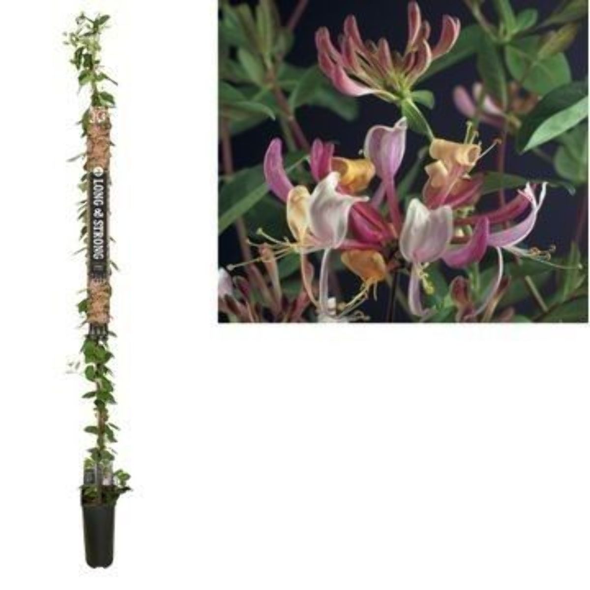 Main image on product details page