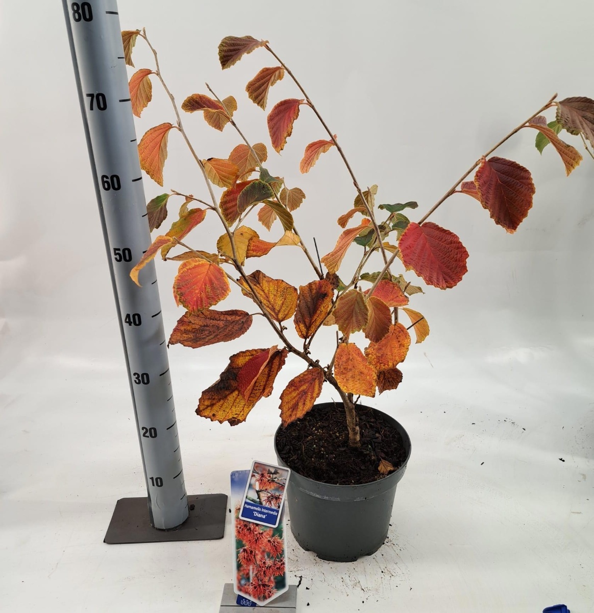 Main image on product details page