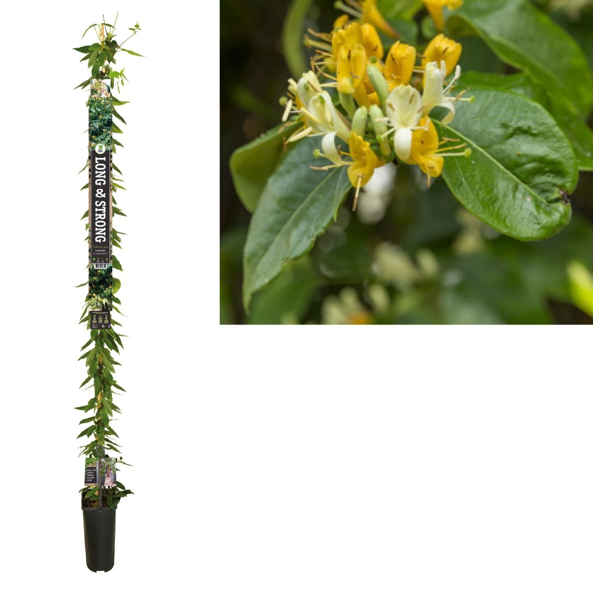 Main image on product details page
