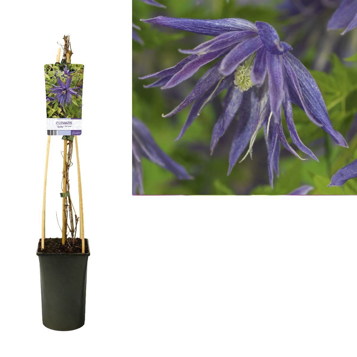 Main image on product details page