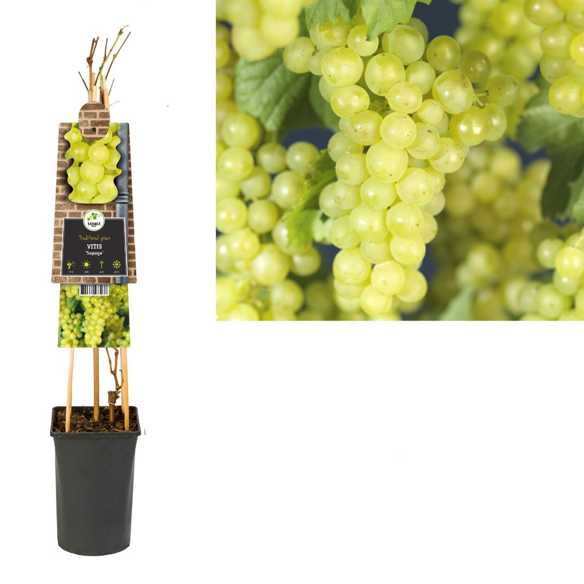 Main image on product details page