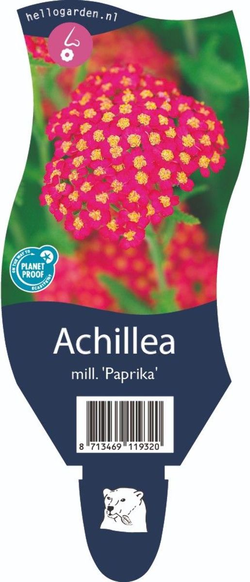Main image on product details page