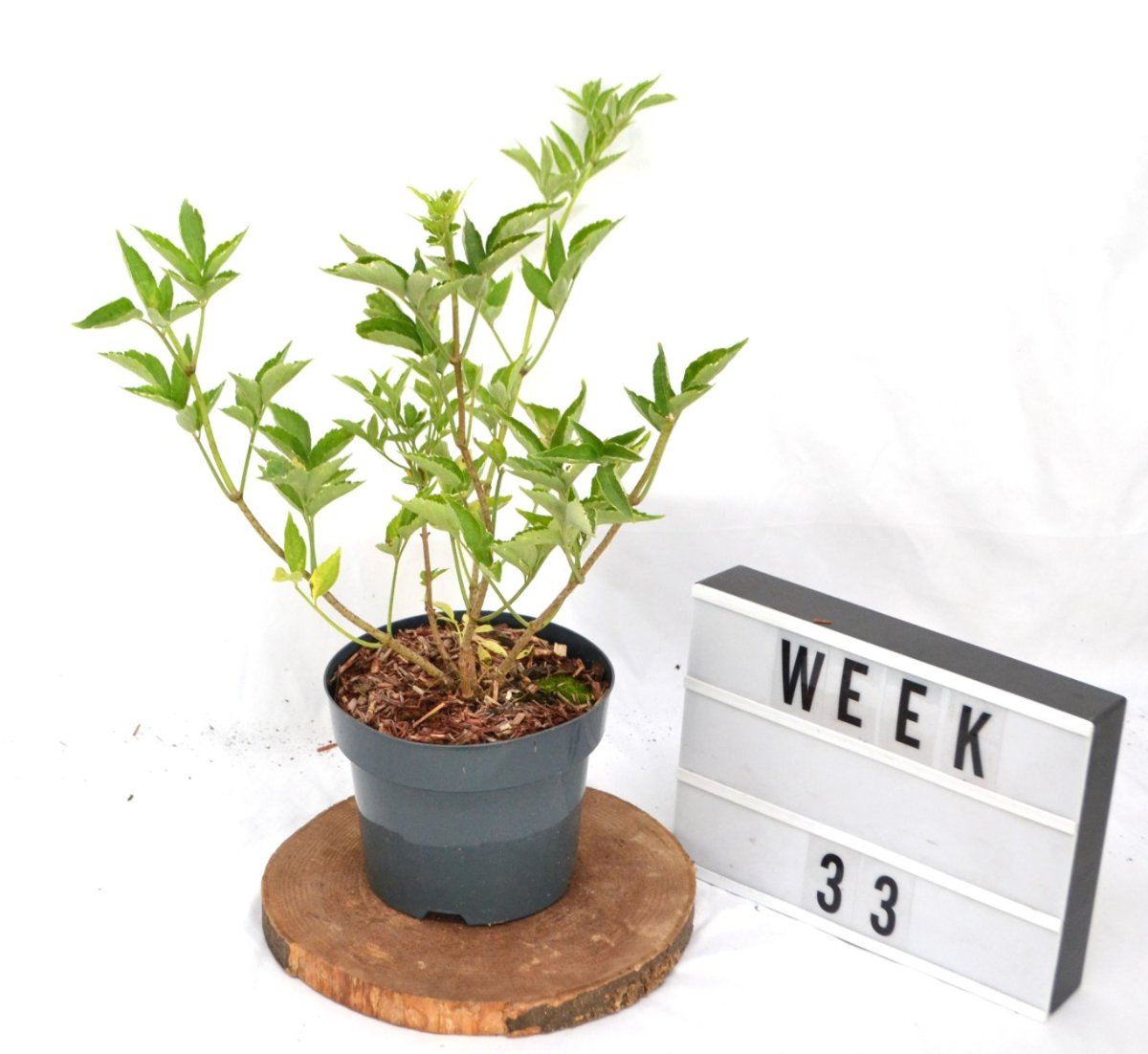 Main image on product details page