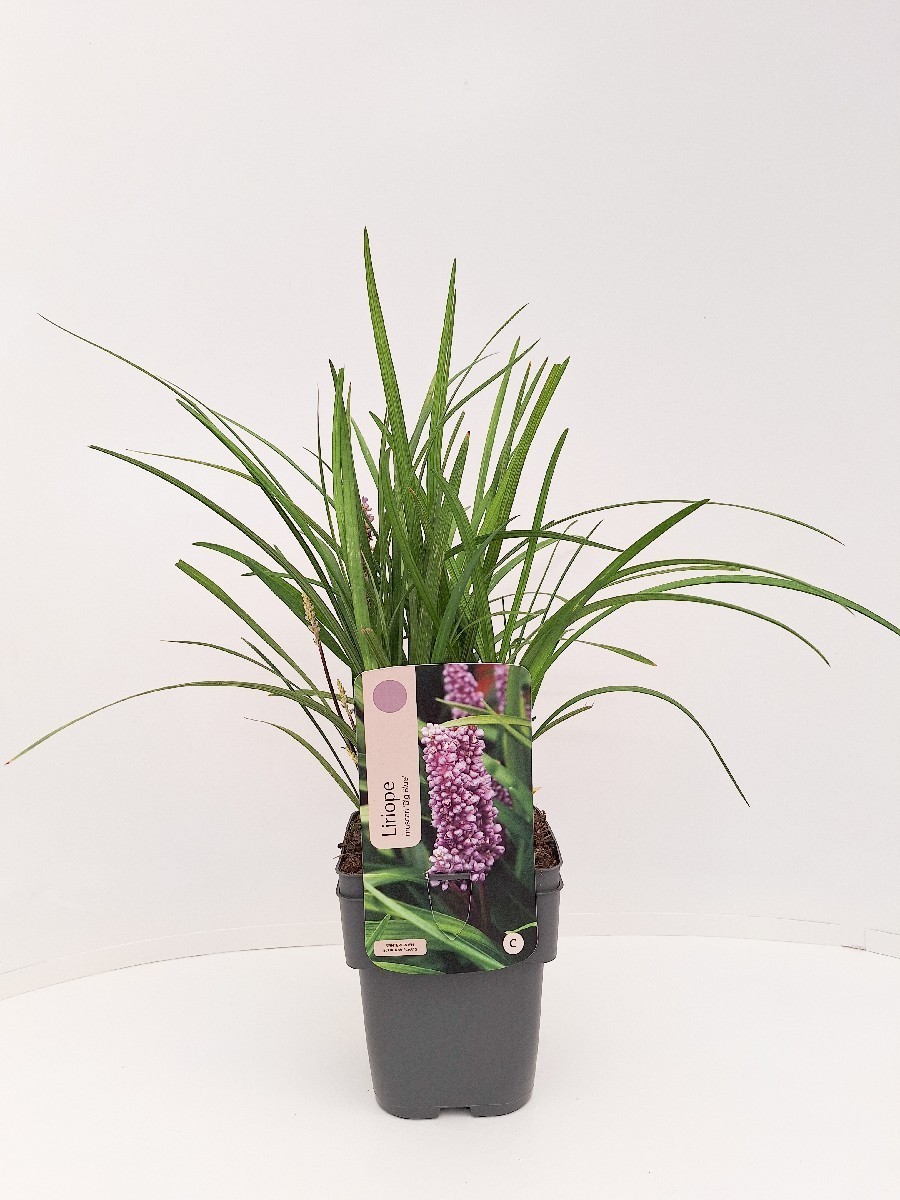 Main image on product details page