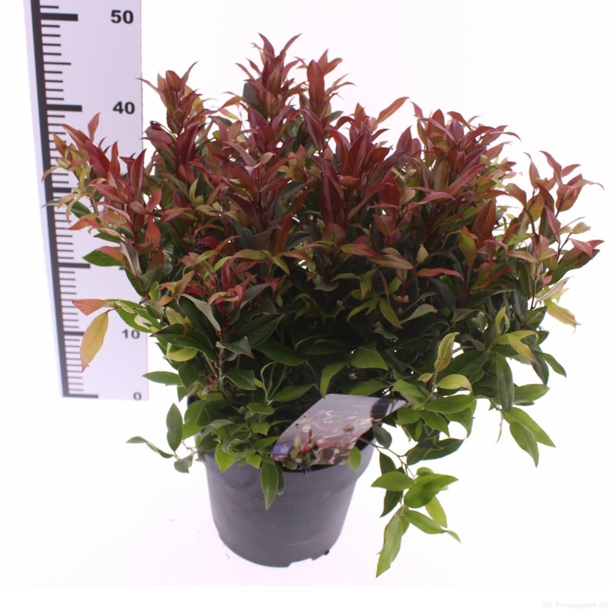 Main image on product details page