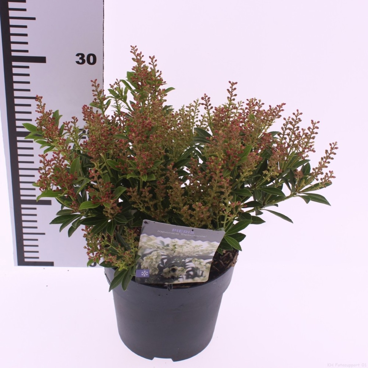 Main image on product details page