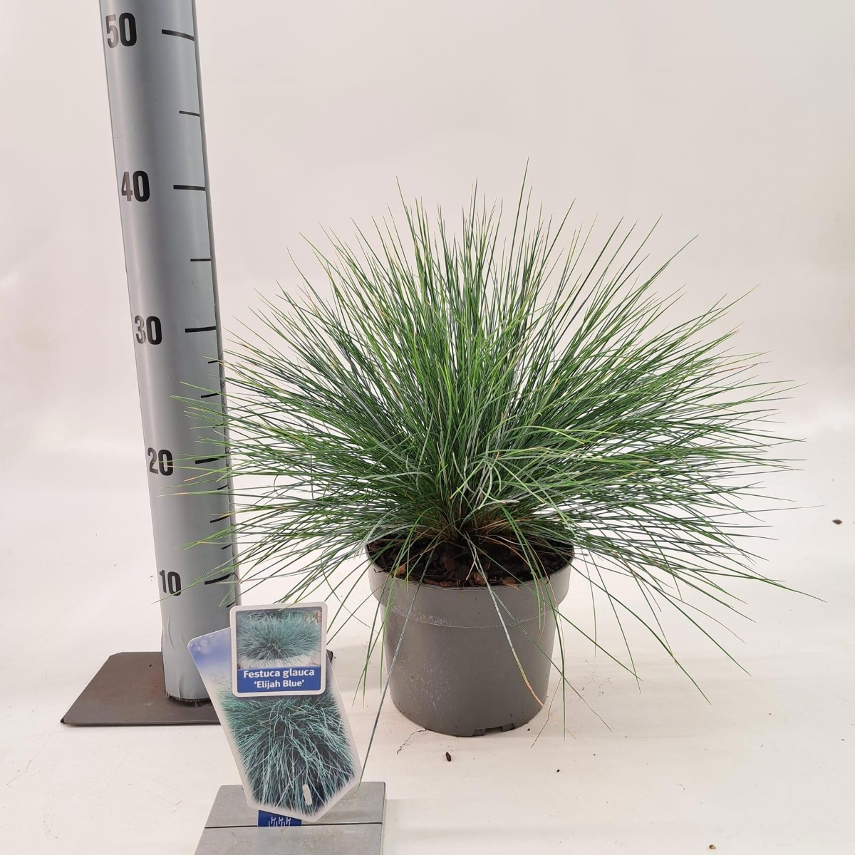Main image on product details page