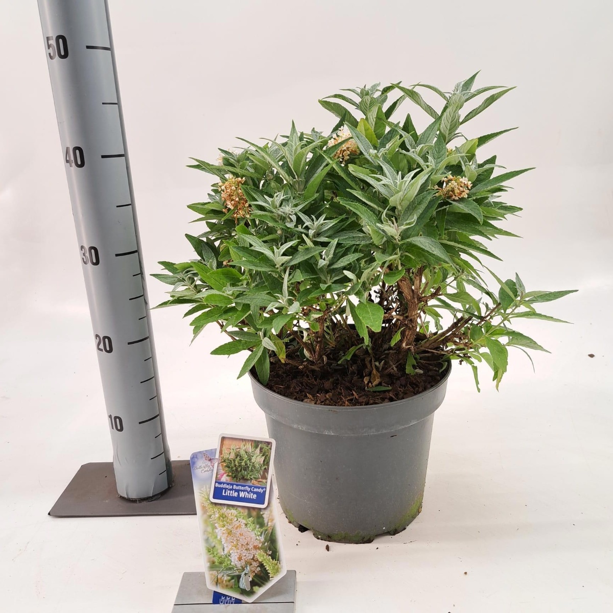 Main image on product details page