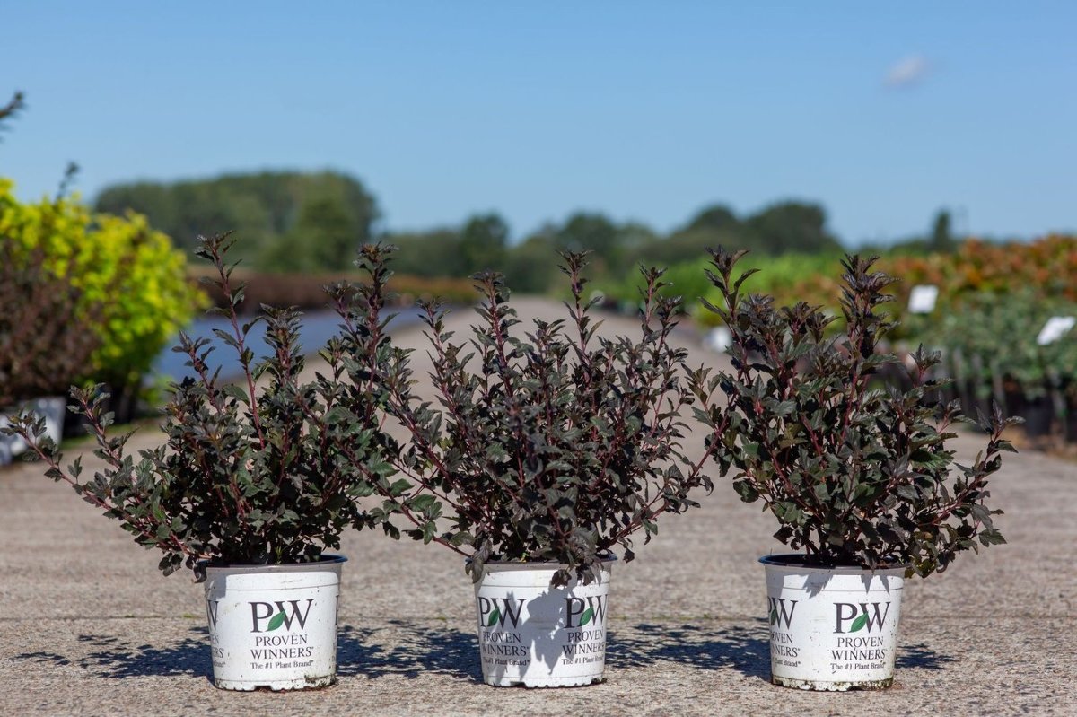 Main image on product details page