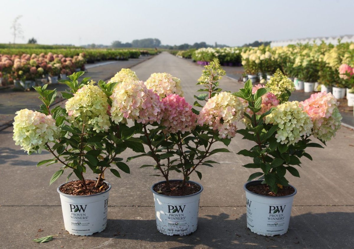 Main image on product details page