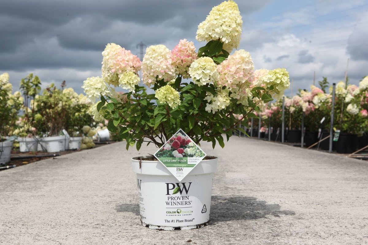Main image on product details page