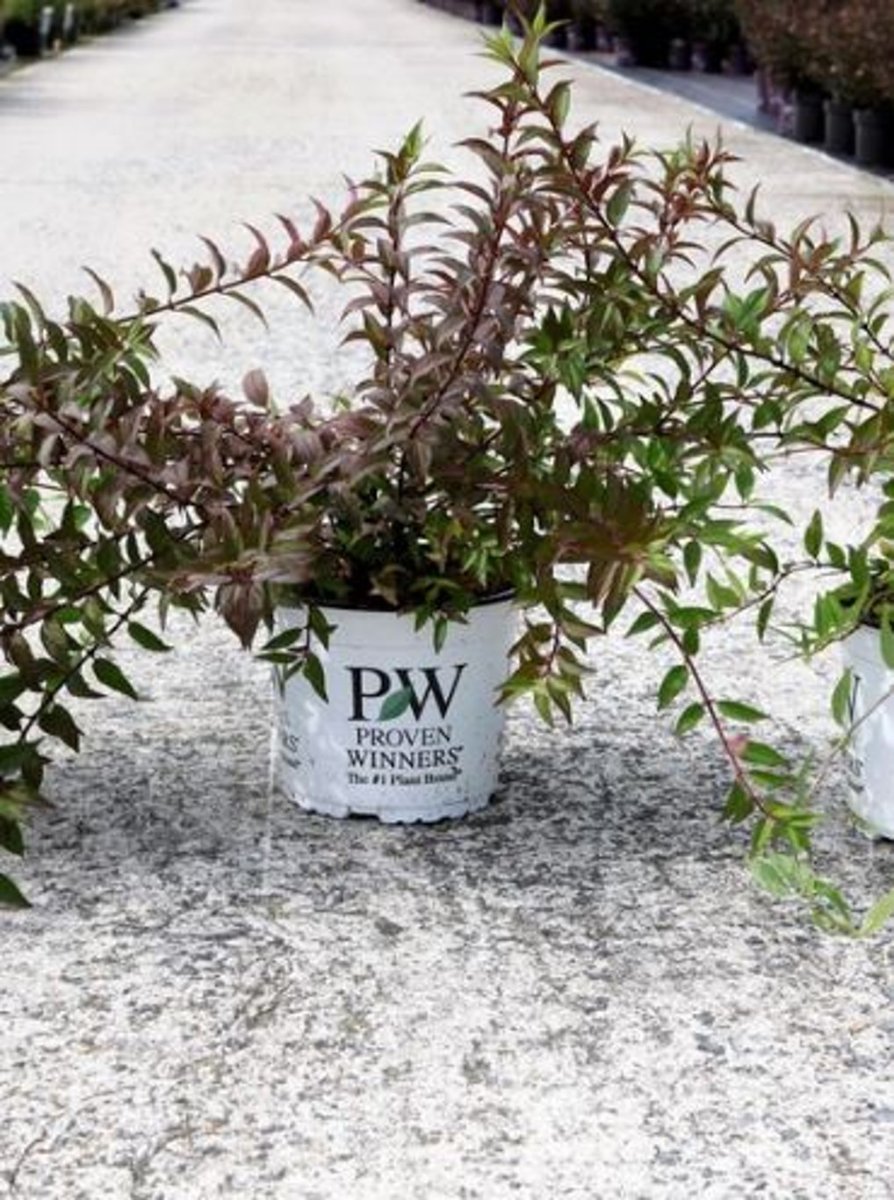 Main image on product details page