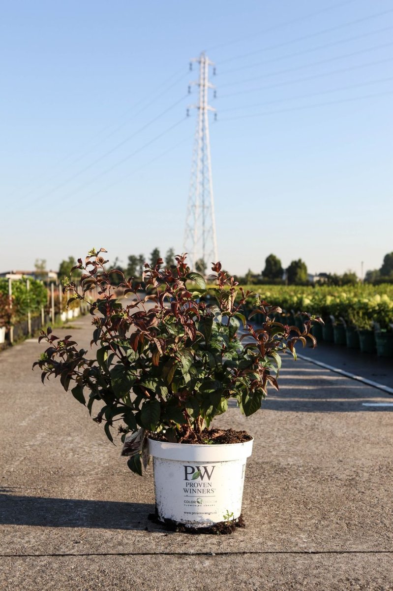 Main image on product details page