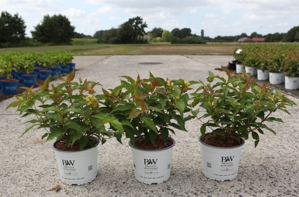 Main image on product details page