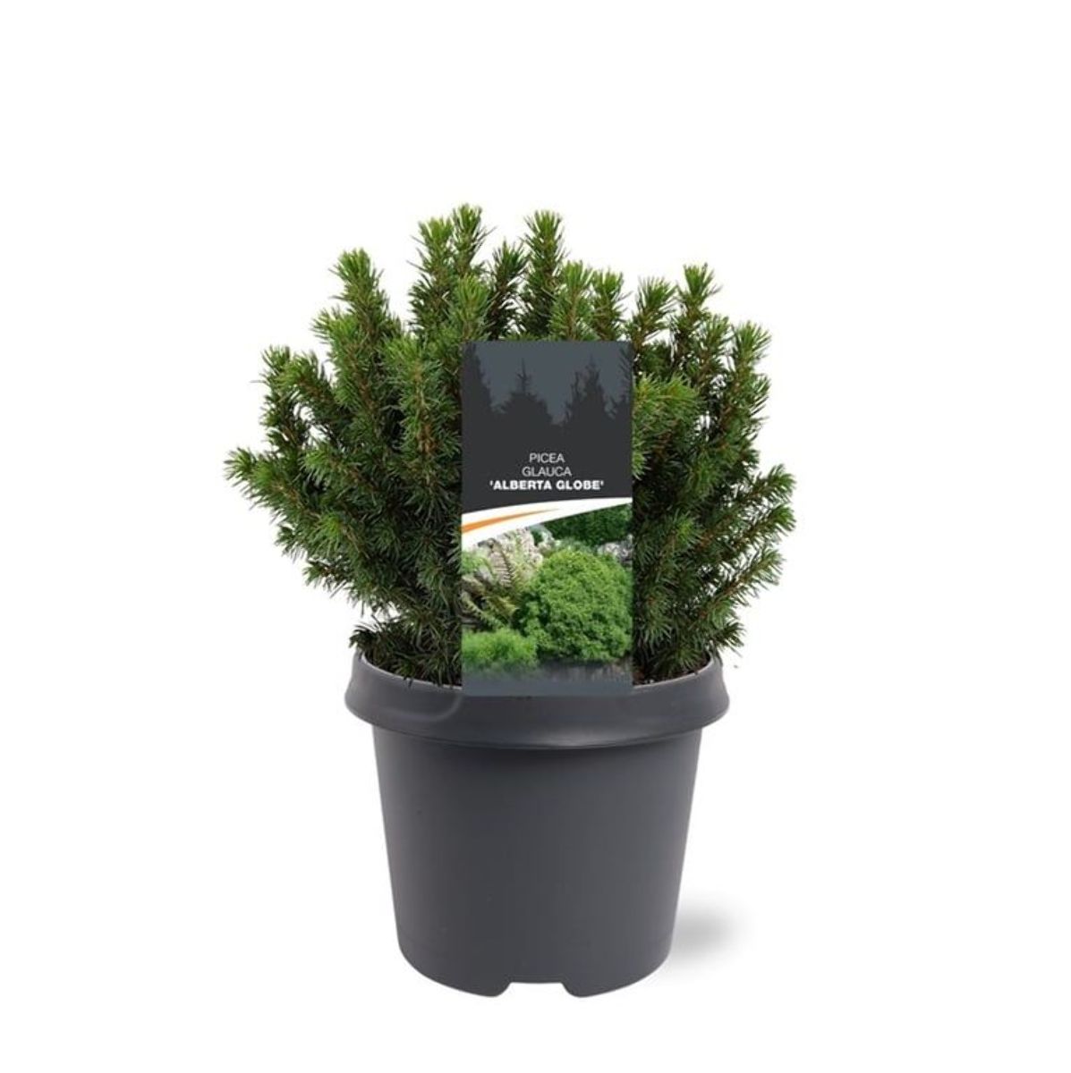 Main image on product details page