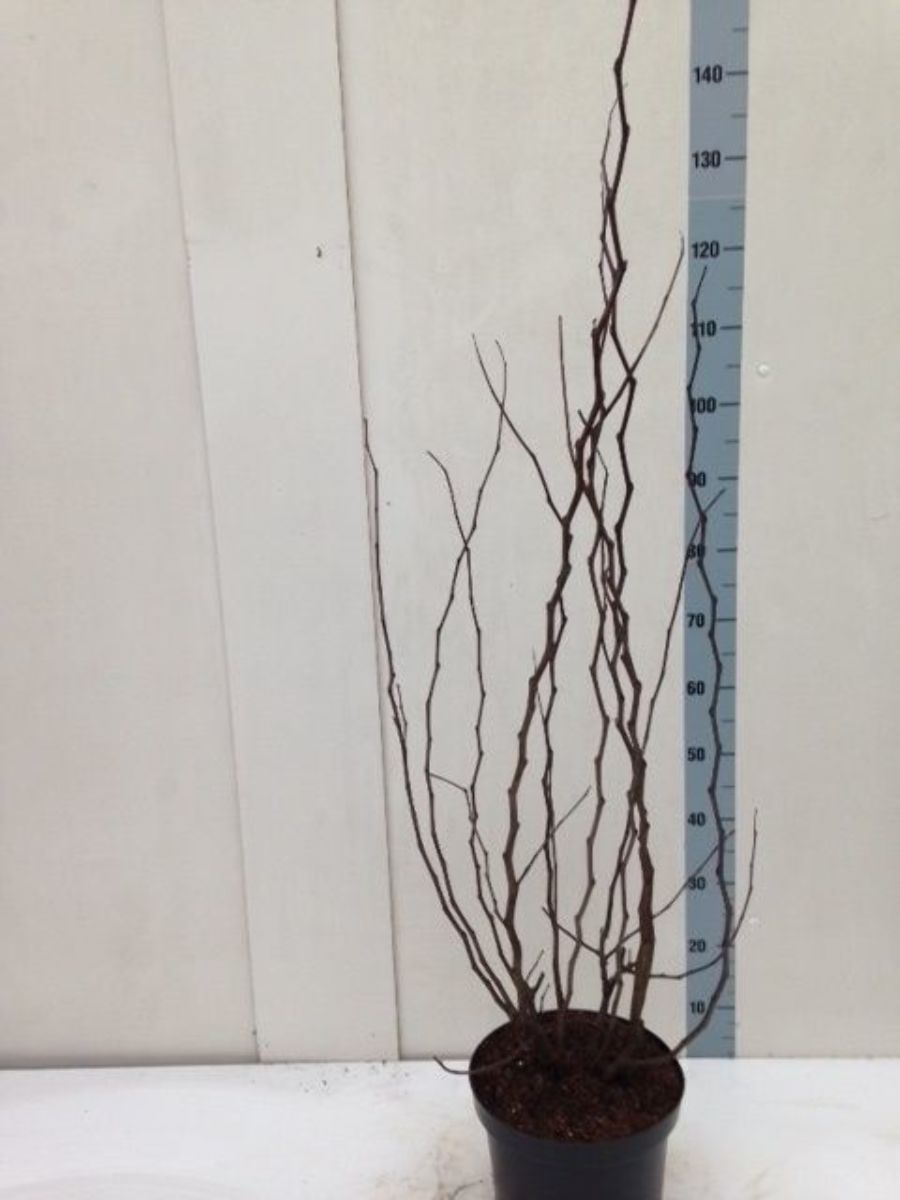 Main image on product details page