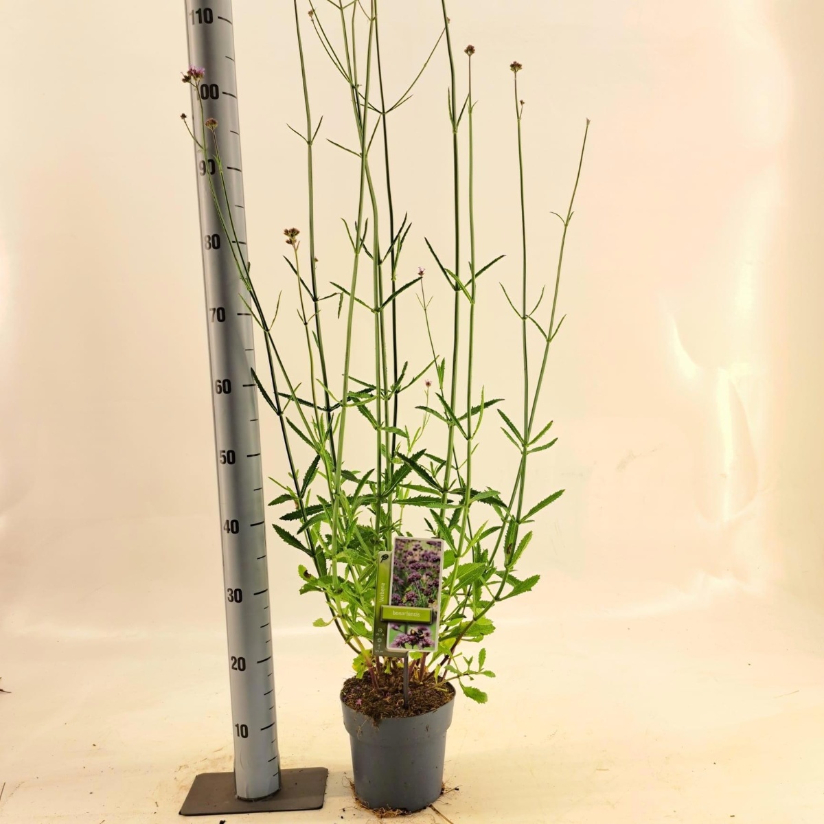 Main image on product details page