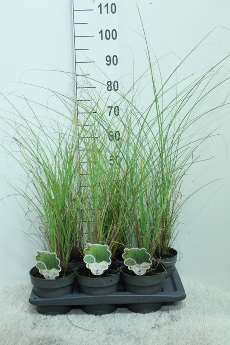 Main image on product details page