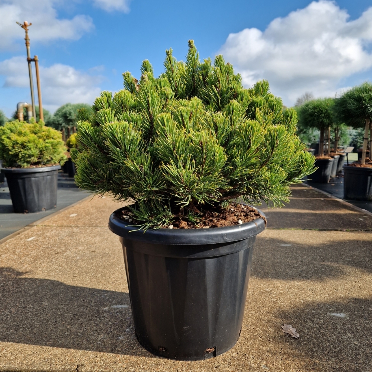 Main image on product details page