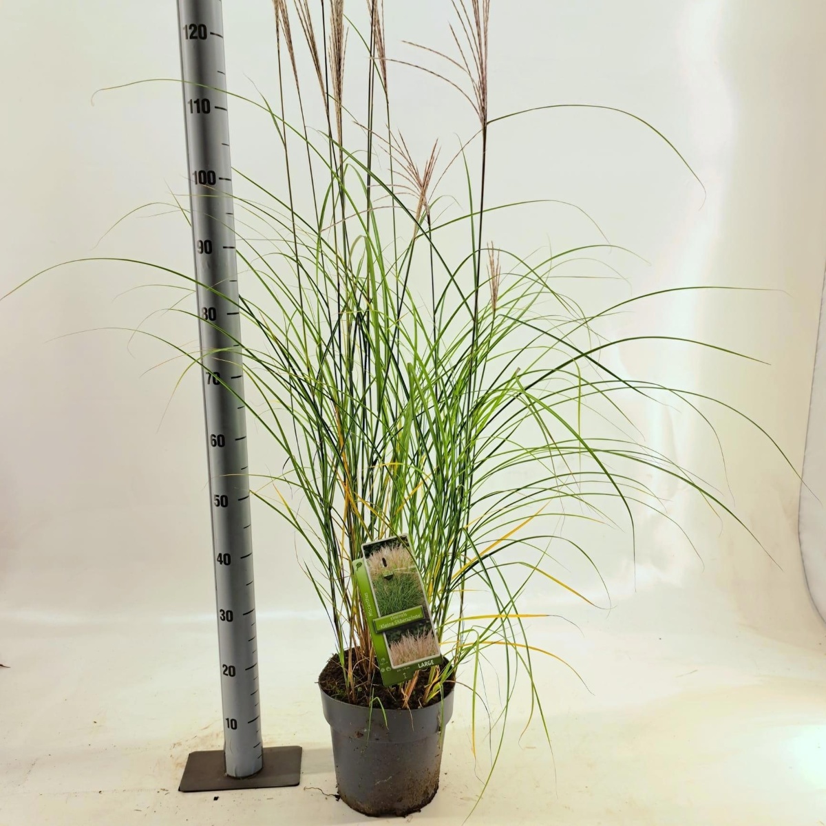 Main image on product details page