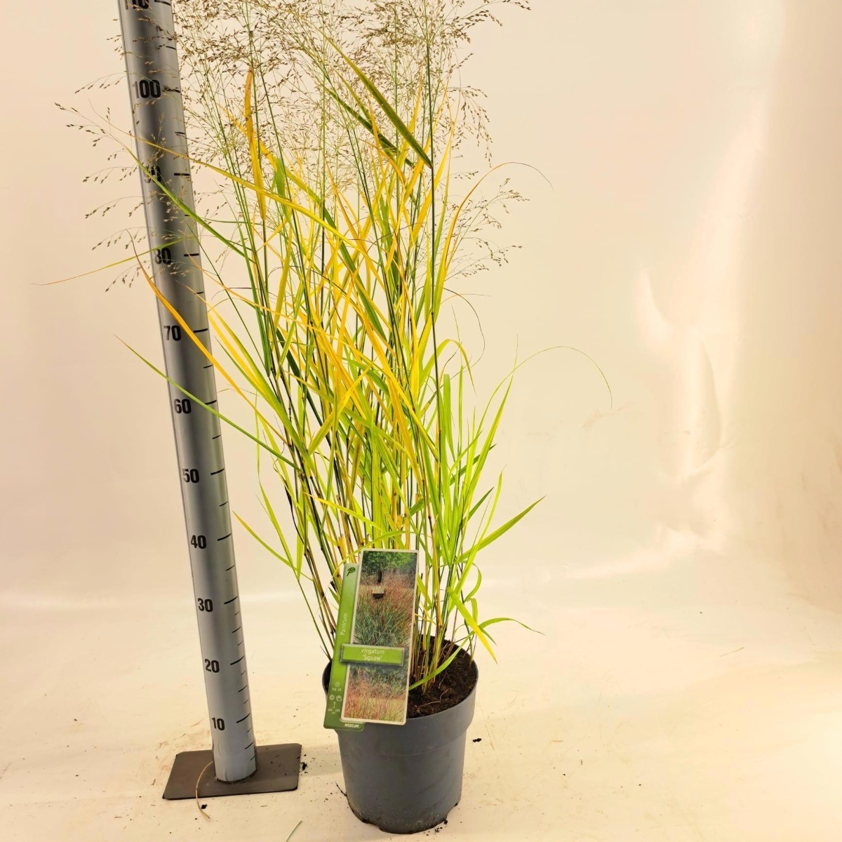 Main image on product details page