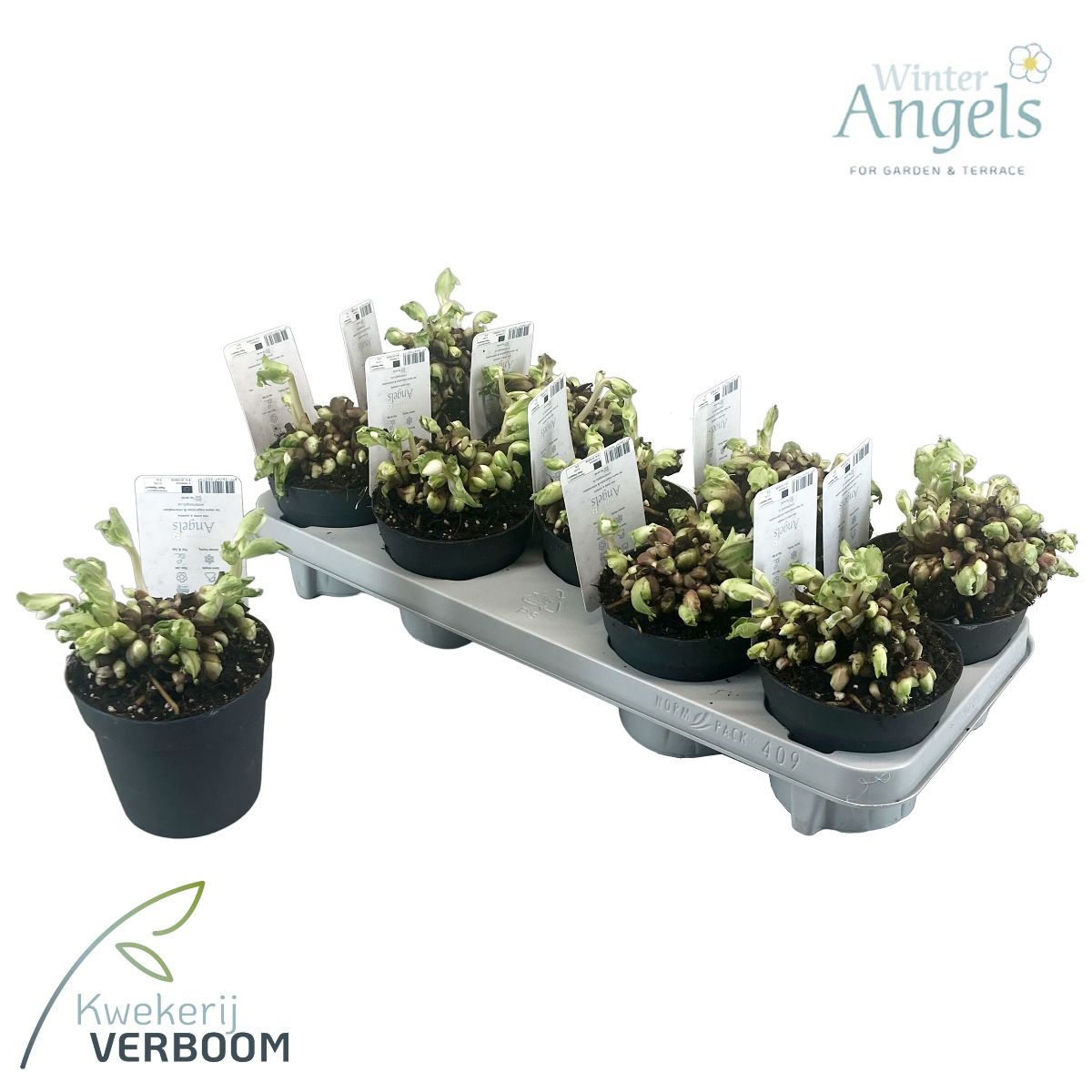 Main image on product details page