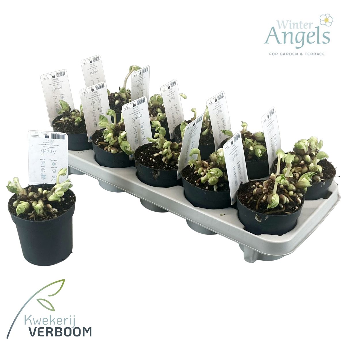 Main image on product details page