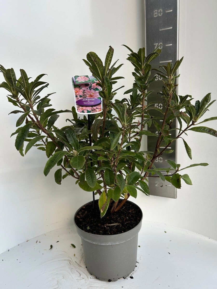 Main image on product details page