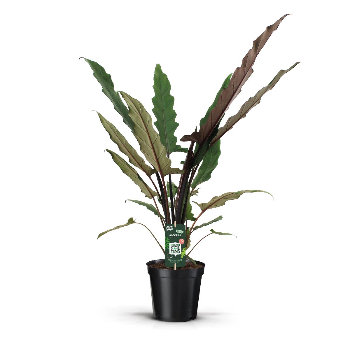 Main image on product details page