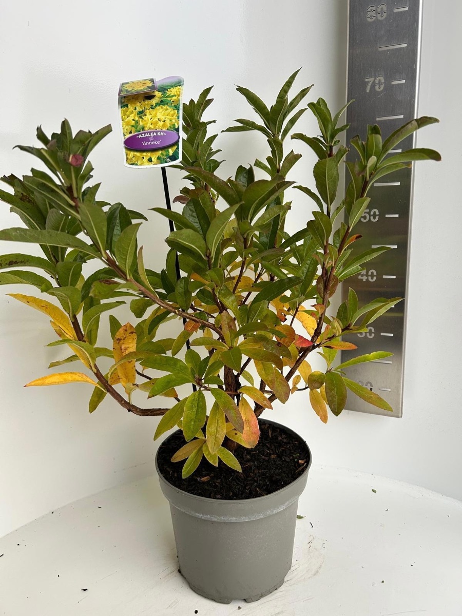 Main image on product details page