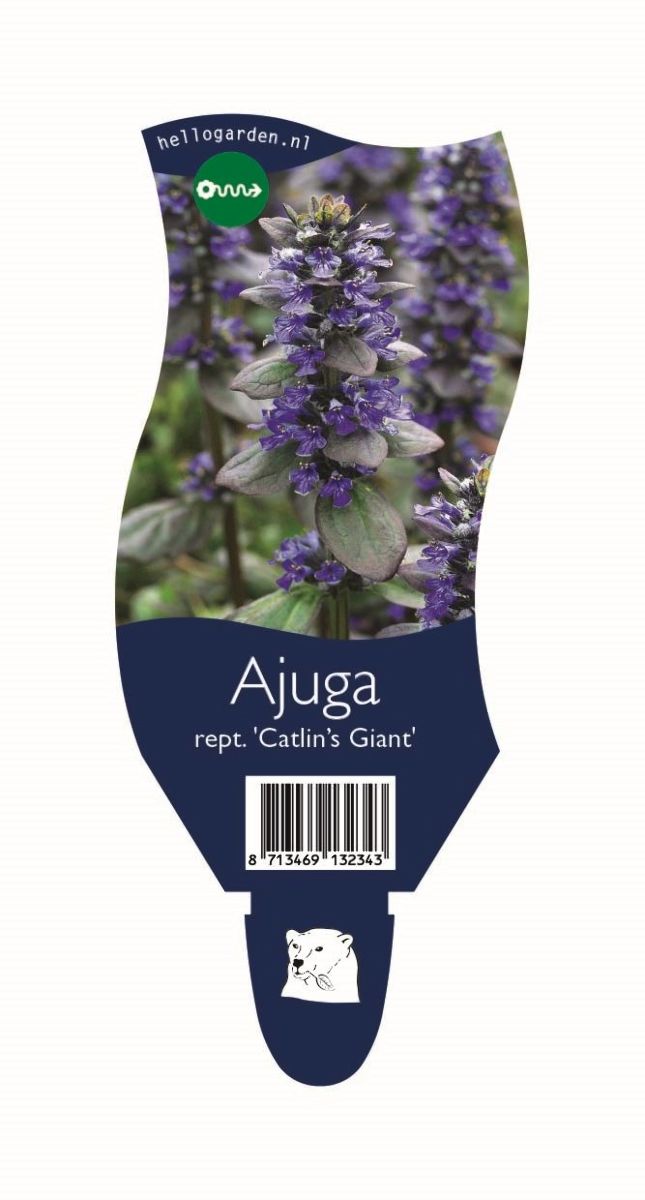 Main image on product details page