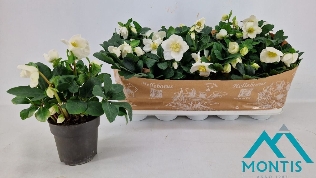 Main image on product details page