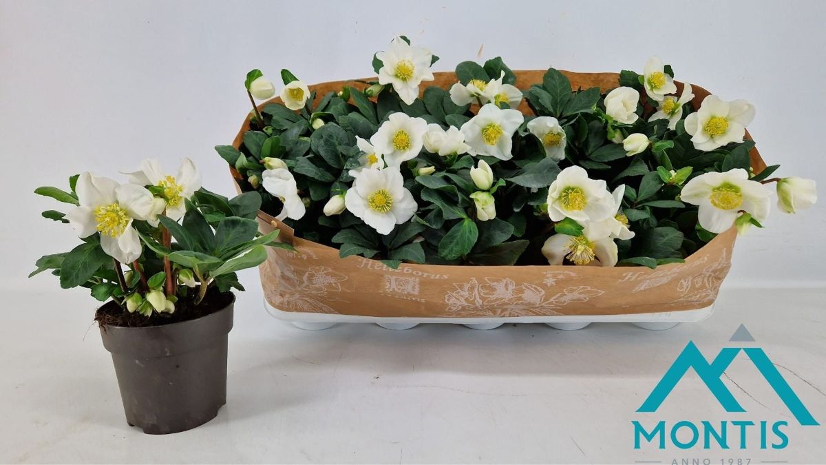 Main image on product details page