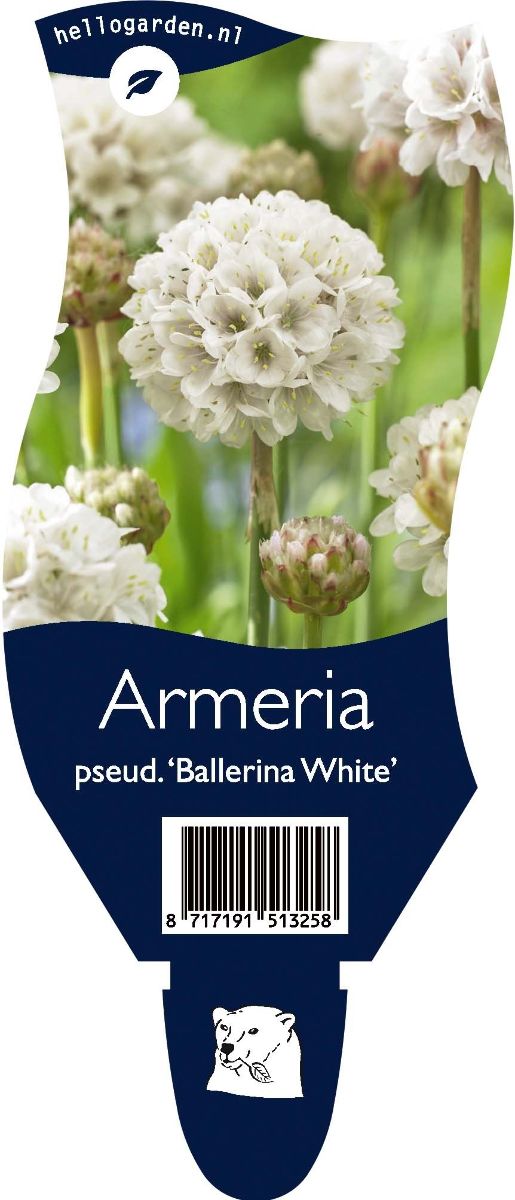 Main image on product details page