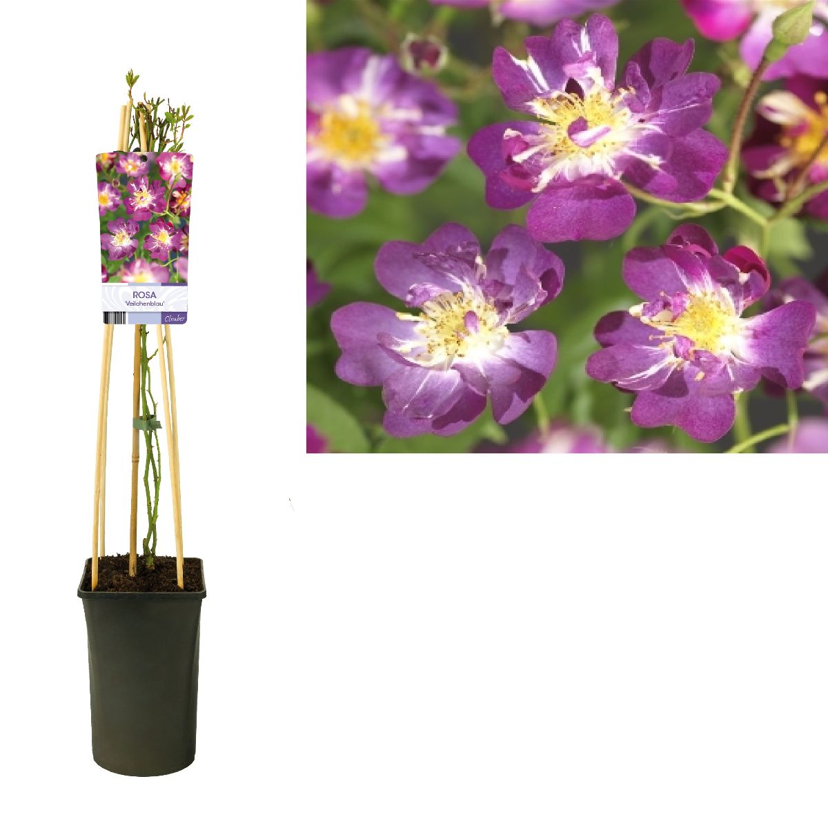 Main image on product details page