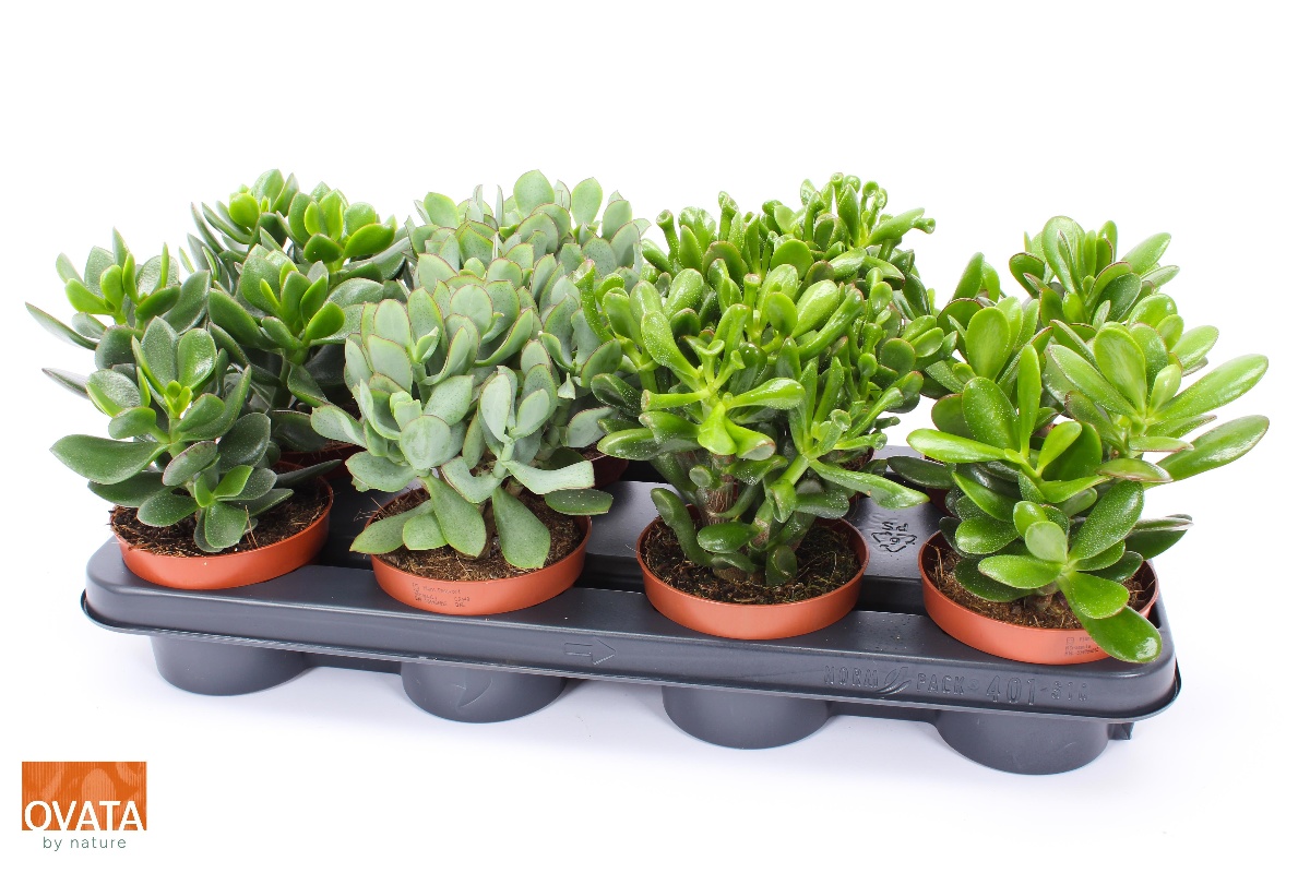 Main image on product details page