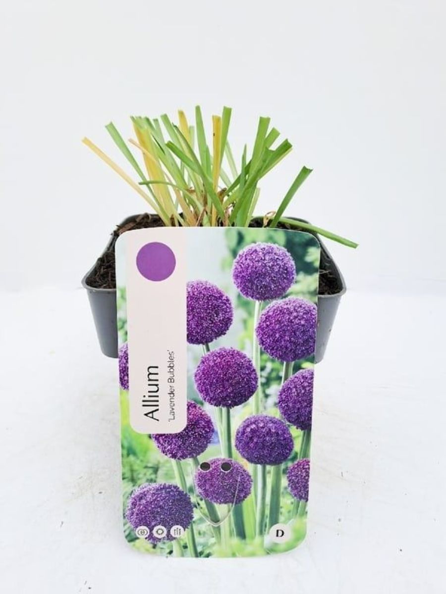 Main image on product details page