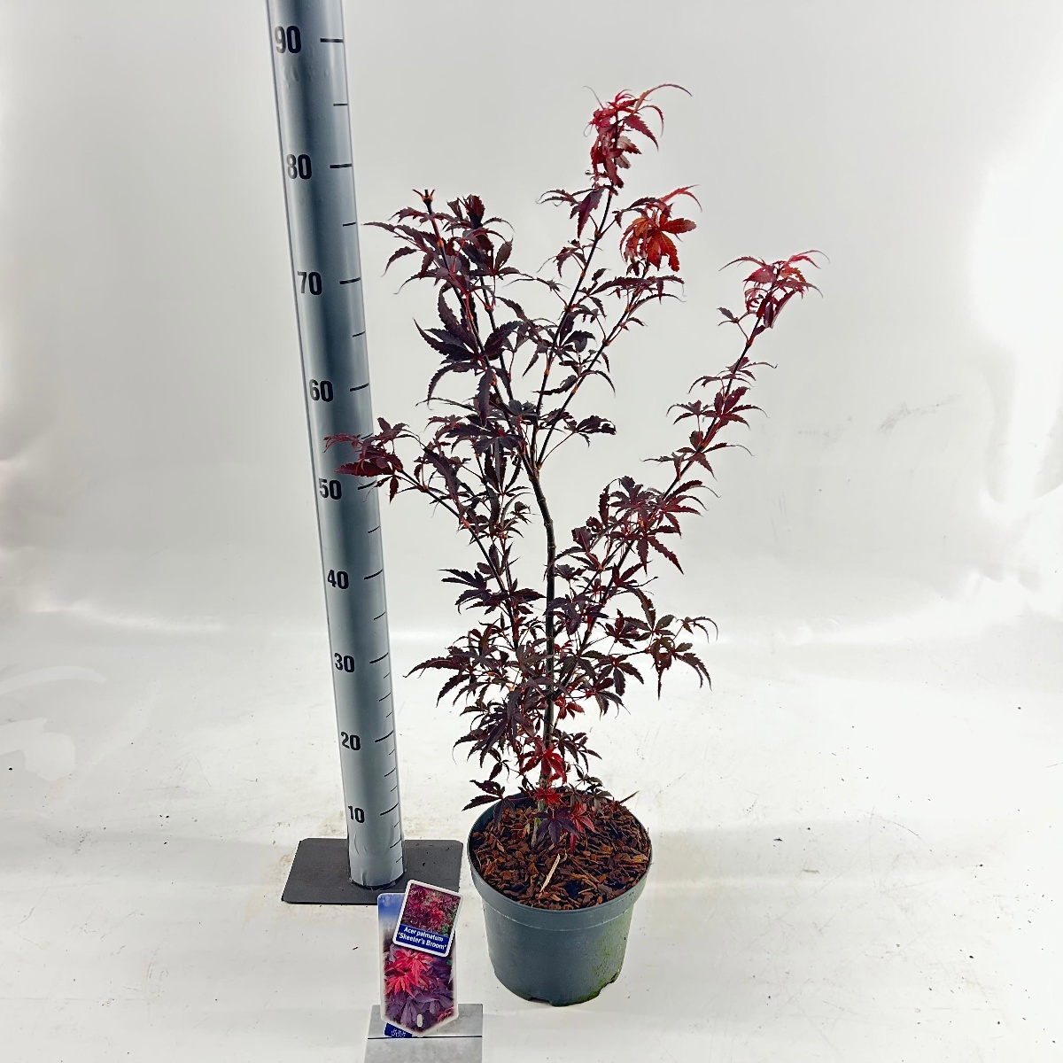 Main image on product details page