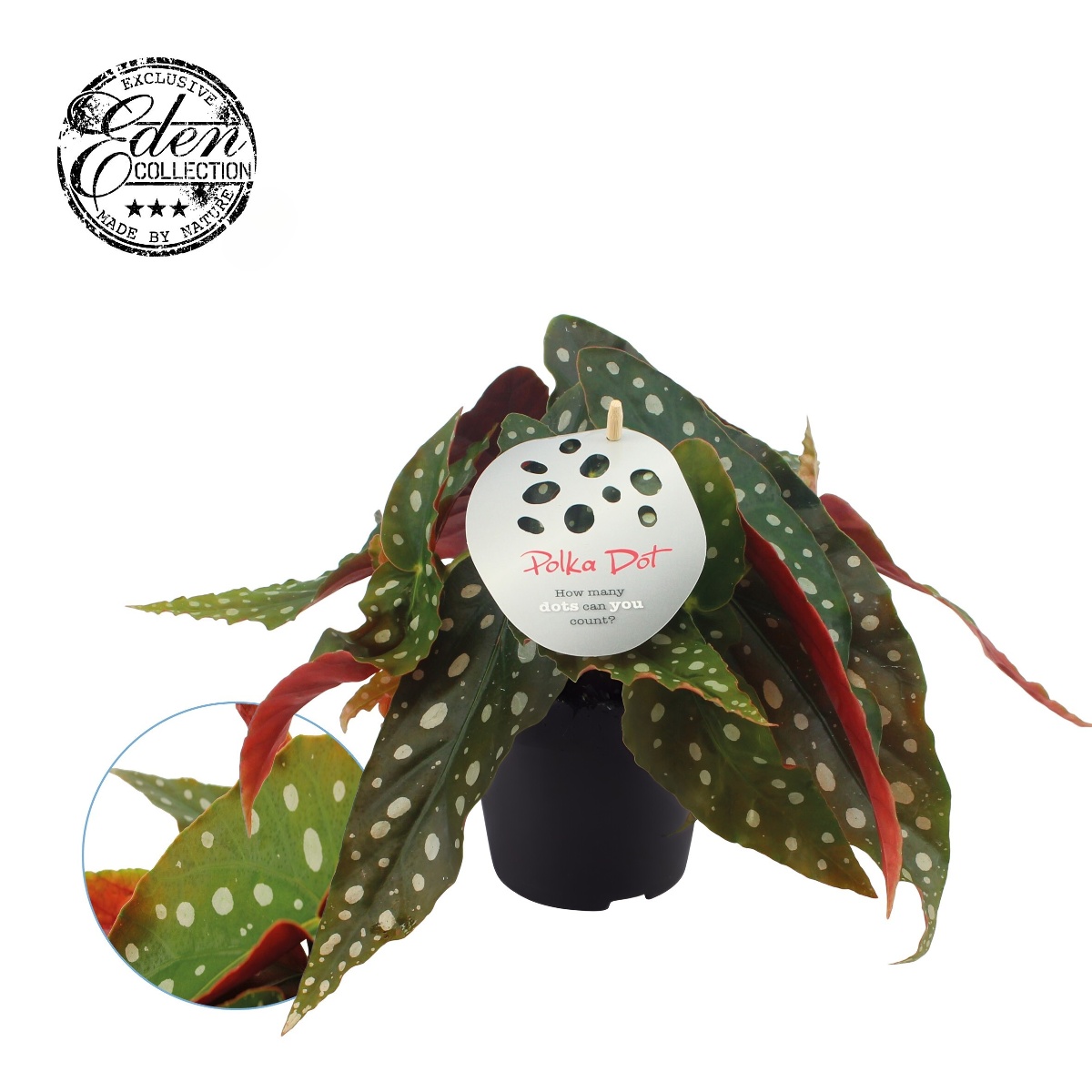 Main image on product details page