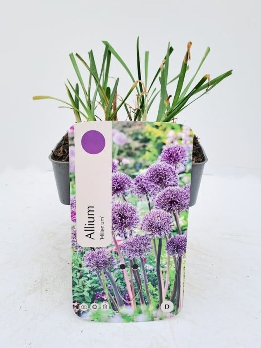 Main image on product details page