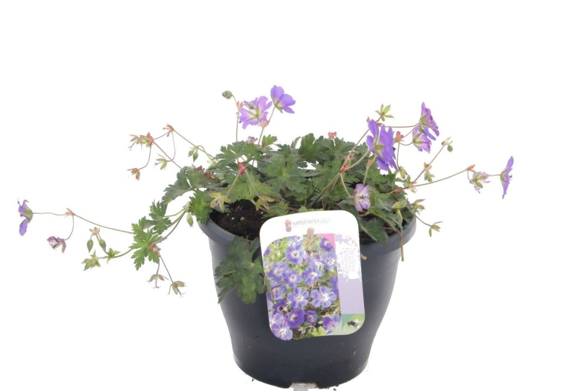 Main image on product details page