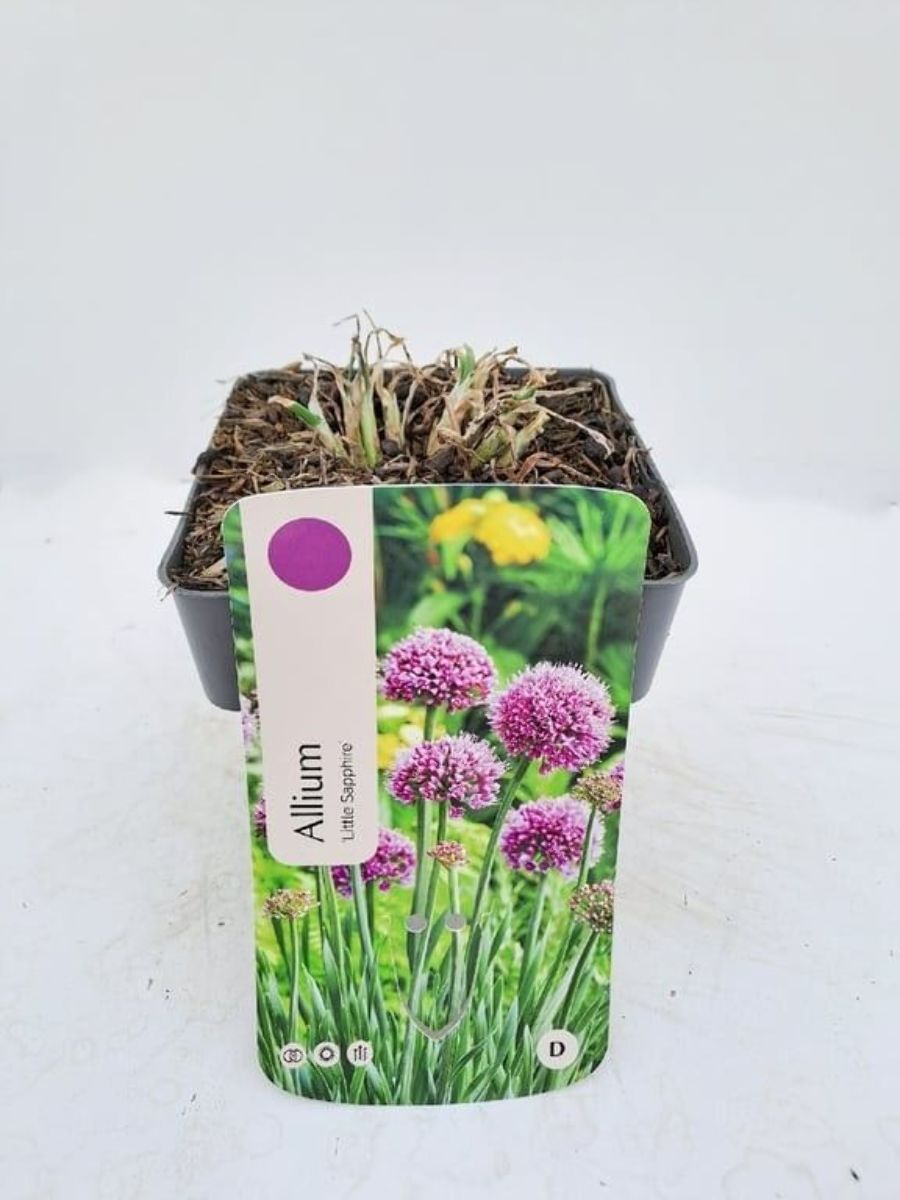 Main image on product details page